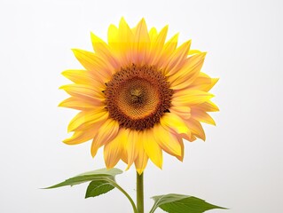 Sunflower Turning Towards Sun Positivity and Growth Isolated on White Background AI Generated