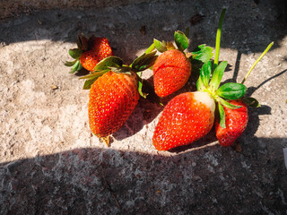 Red ripe fresh strawberries. Close up, top view. background from freshly harvested strawberries, directly above.