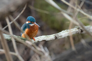 Common kingfisher (Alcedo atthis) on the River Tay, Perth, Scotland