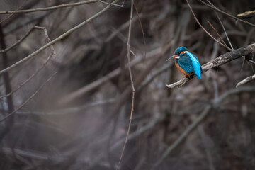 Common kingfisher (Alcedo atthis) on the River Tay, Perth, Scotland