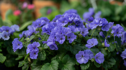 Obraz premium Lush Cluster of Vivid Blue Pansies in Full Bloom - High-Resolution Floral Display Capturing the Essence of Spring.