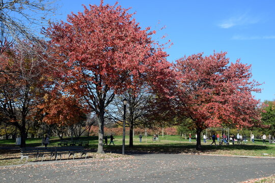 Autumn in the park. Flushing Meadows-Corona Park, Queens NY. 