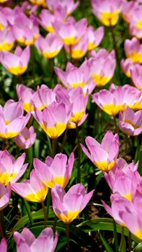 Blooming pink tulips Tulipa saxatilis in Keukenhof garden, also known as the Garden of Europe one of the world largest flower gardens and popular tourist attraction. Lisse, the Netherlands. Camera pan