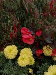 A flowerbed with blooming yellow marigolds, pink begonia and Fuchsia magellanica in the summer garden. Floral Wallpaper