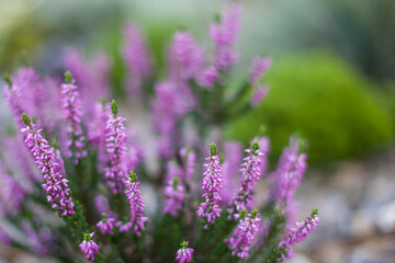 Obraz premium Blooming purple heather (Calluna vulgaris) in a garden. Soft focus.