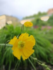 a yellow blooming poppy in the garden. Papaver nudicaule. nature wallpaper.