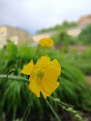 Obraz premium a yellow blooming poppy in the garden. Papaver nudicaule. nature wallpaper.