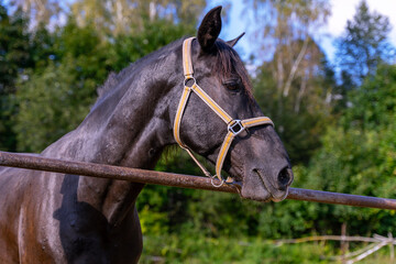 A domestic horse is photographed in close-up.