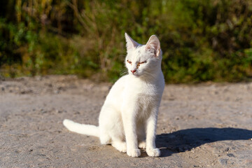 A white young cat is sitting on the asphalt.