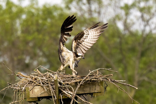 The western osprey (Pandion haliaetus). Photo from Ospreys nesting