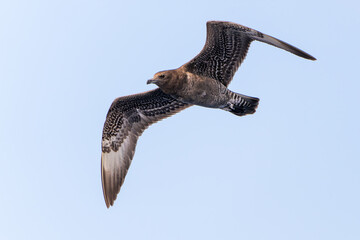 Pomarine Jaeger (Stercorarius pomarinus) chasing a Galapagos Petrel off the Pacific Coast of Costa...