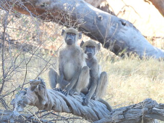 Baboon couple seemingly on a date
