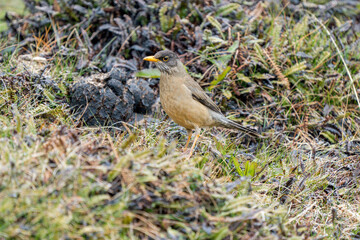 Austral Thrush (Turdus falcklandii) foraging on the ground in Tierra del Fuego National Park near Ushuaia, Argentina