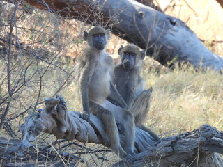 Baboon couple seemingly on a date
