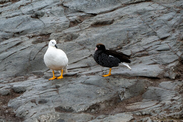 Pair of Kelp Geese (Chloephaga hybrida) on a rocky island in the Beagle Channel of Argentinian...