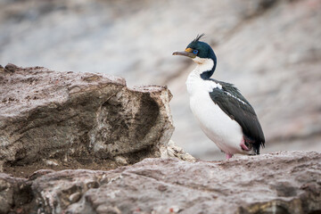 Imperial Cormorant (Leucocarbo atriceps) elegantly perched on a rocky island in the Beagle Channel