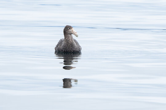 Southern Giant-Petrel (Macronectes giganteus) resting in the Beagle Channel near Ushuaia in Argentine Patagonia, Tierra del Fuego