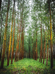 Fototapeta premium trees