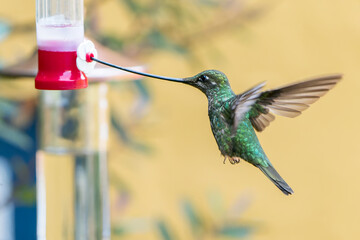 Elegant Sword-billed Hummingbird (Ensifera ensifera) feeding from a nectar feeder