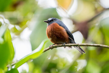 Chestnut-bellied Chat-Tyrant (Ochthoeca cinnamomeiventris) perched on a twig near Bogota, Colombia