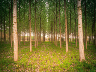 Obraz premium trees