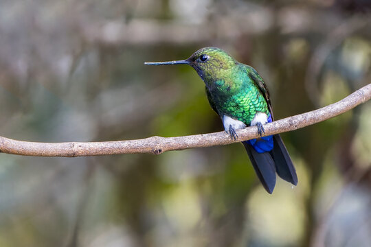 Glowing Puffleg (Eriocnemis vestita) fiercely looking to the side in profile