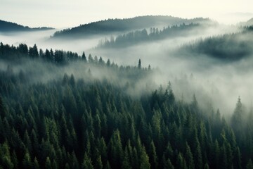 A captivating image of a foggy forest, with a plethora of trees obscured by a soft veil of mist, Thick fog covering a dense coniferous forest, seen from a bird's eye view, AI Generated
