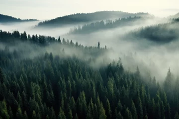 Fototapeten A captivating image of a foggy forest, with a plethora of trees obscured by a soft veil of mist, Thick fog covering a dense coniferous forest, seen from a bird's eye view, AI Generated © Iftikhar alam
