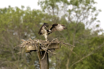 The western osprey (Pandion haliaetus). Photo from Ospreys nesting