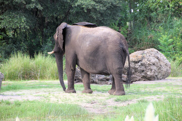 elephant in the zoo