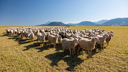 Flock of sheep in the pasture against the mountains