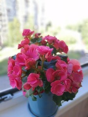Pink blooming begonia in a blue pot on the windowsill. nature wallpaper.
