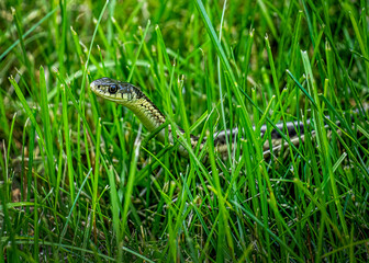 Small snake in the grass with head raised.