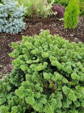 abies balsamea nana coniferous with soft fluffy paws in a coniferous garden. nature wallpaper.