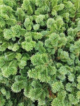 abies balsamea nana coniferous with soft fluffy paws in a coniferous garden. nature wallpaper.
