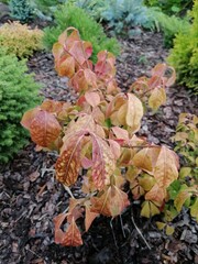 Euonymus alatus Compactus with mottled orange leaves in autumn coloring on mulched bed with conifers. Flower Wallpaper