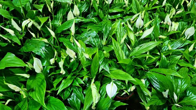 White Spathiphyllum flowers against background of large green leaves in garden bed