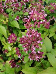 pink and red blooming Origanum vulgare in the garden. Floral wallpaper