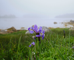 Purple iris grow on the banks of a shallow marsh in Port Felix Nova Scotia Canada - 727396403