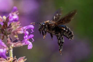 Bumblebee in full flight around flowers