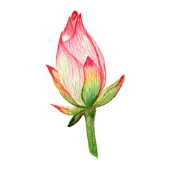 Closed lotus flower bud. Botanical element for design. Lotus as a symbol of peace. Watercolor flower clipart. Asian flowers.