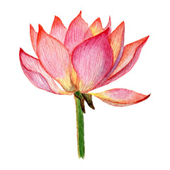 Lotus flower painted in watercolor. Floral design element for invitations, movie posters, fabrics and other items.