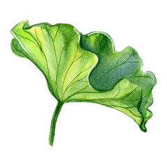 Watercolor drawing of lotus leaf. Clipart leaves, lotus as a symbol of yoga.
