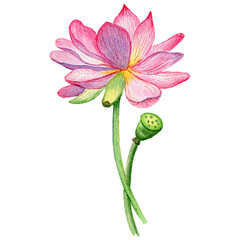 Vivid lotus watercolor: delicate bloom  green bud on white backdrop. Botanical elegance for design projects. Serene  captivating. Ideal for prints.