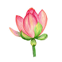 Colorful lotus flower. Watercolor botanical drawing. Floral element for design of cards, textiles, packaging.