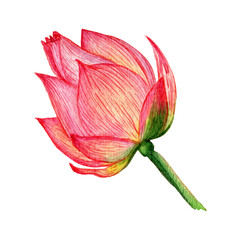 Lotus inflorescence. Watercolor drawing of floral element. Lotus flower, element for cards, textiles, packaging.