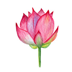 Lush bud of a lotus flower. Botanical element for design. Lotus as a symbol of peace. Watercolor flower clipart. Japanese flowers.