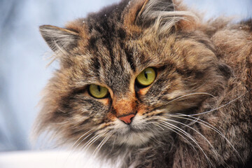 Cute kitten sitting, looking up and licking its lips waiting for yummy isolated on white background. Kitten grey striped posing in studio for print and promotional. Portrait little