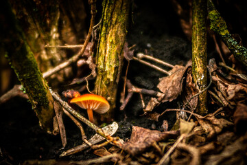mushroom on a tree