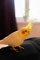 Yellow cockatiel parrot.Cute cockatiel.Home pet parrot.The best cockatiel.Beautiful photo of a...